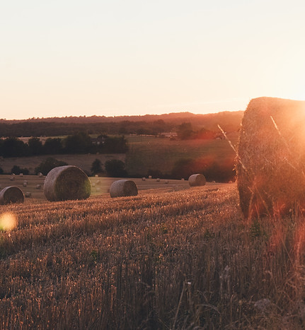 Image by Annie Spratt