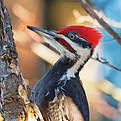 Image by Bill Pennell