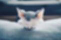 Cat, Dog, Ear Cleanings, Creekside Veterinary Clinic, Wisconsin