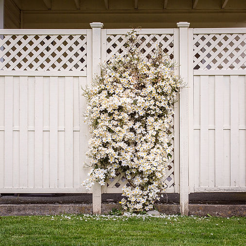 Image by Tracy Adams
