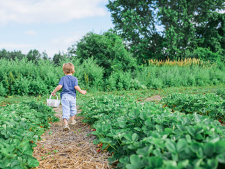 Where can I grow my own food? | Living in Wellness GAPS Gardening