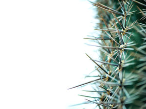 A prickly person protects themselves and repels others