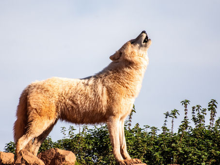 It's not "crying wolf" if you are direct and transparent with donors