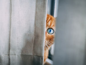 Chat roux, oeil bleu qui regarde caché derrière un rideau gris