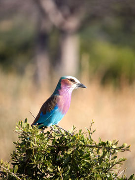birdlife photography during short Mikumi safari