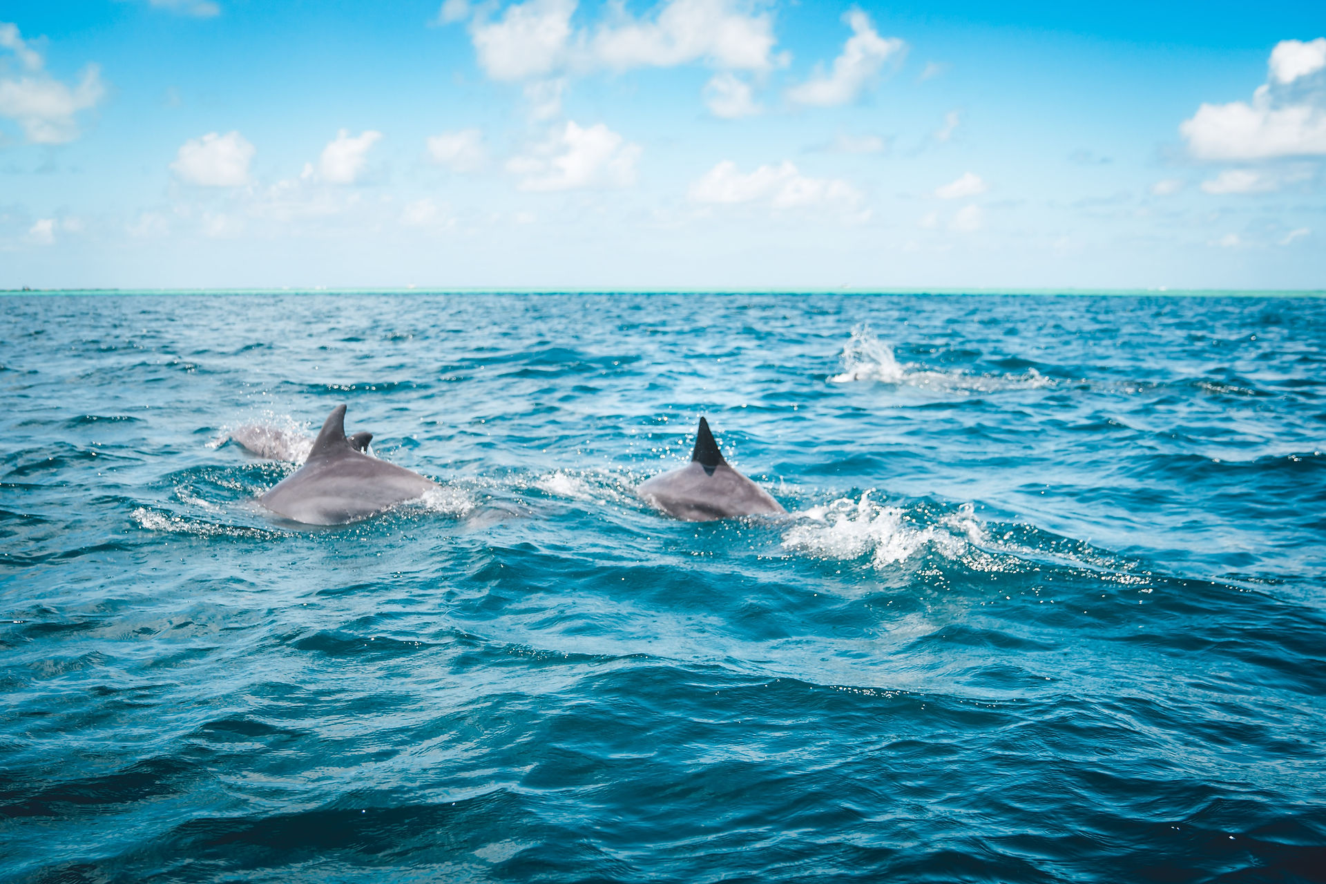 zanzibar dauphins mnemba activité
