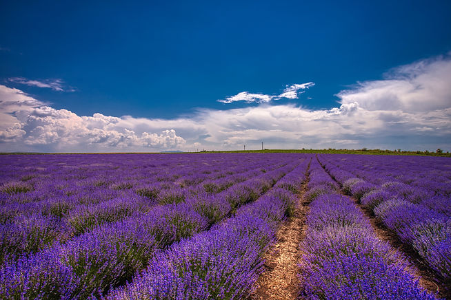 Seed to Seal | The Young Living Promise