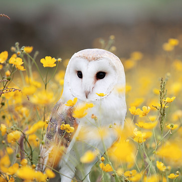 Image by Andy Chilton