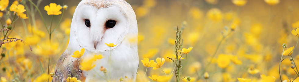 Image by Andy Chilton