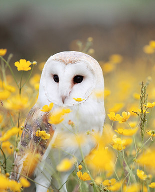 White Owl