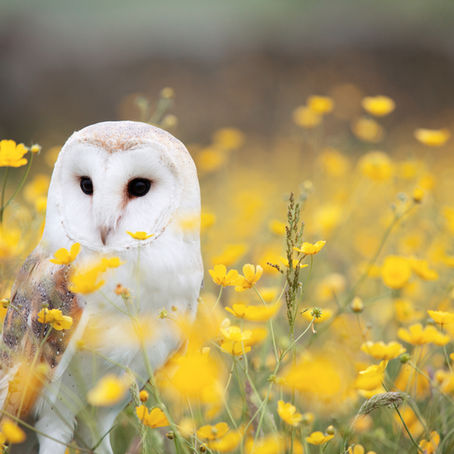 What does wisdom really look like?