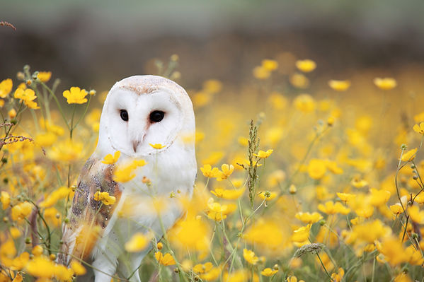 Image by Andy Chilton