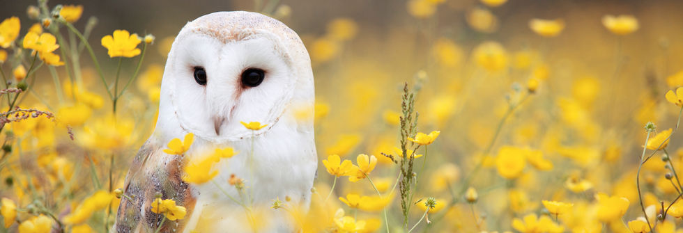 Barn owl in a field