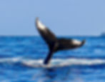 Protecting killer whales