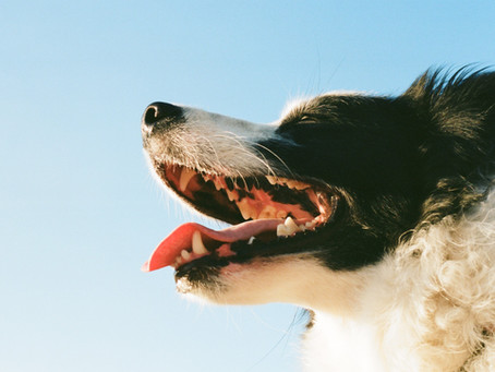 Cuyamaca Animal Hospital’s Guide to Brushing Your Pets’ Teeth at Home