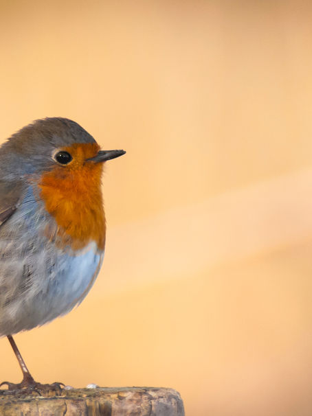 Signs From The Afterlife