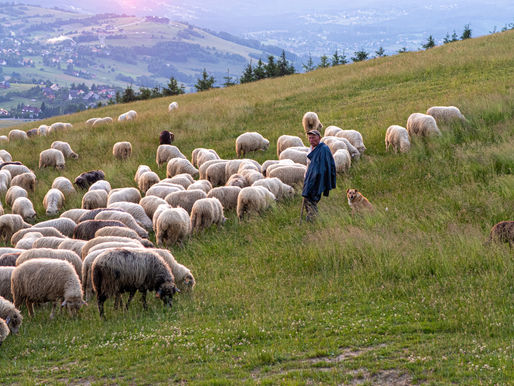 What the Shepherds of the Nativity Teach Us About God’s Heart for the Poor
