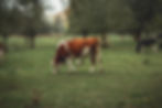 Cattle