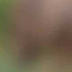 Elephants and its calf in the jungle of Karnataka