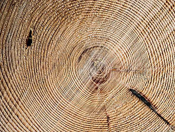 Nahaufnahme eines Baumstamms mit Jahresringen und der natürlichen Holzmaserung