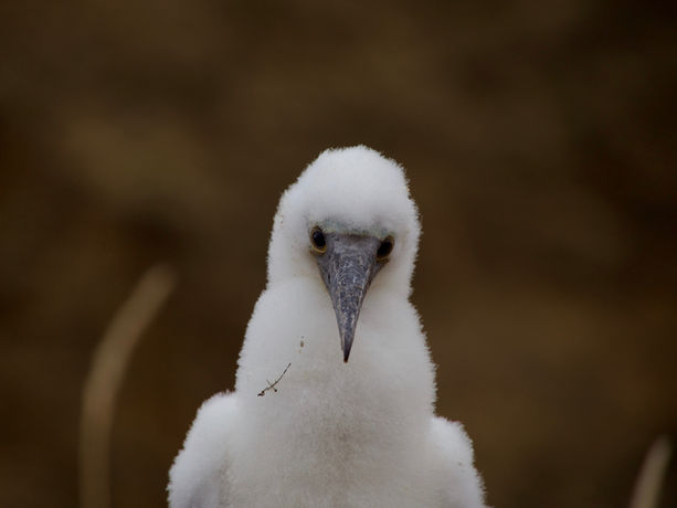 Pulcino di sula dai piediazzurri con piumaggio bianco candido alle Isole Galapagos
