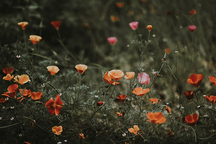 Image by Annie Spratt