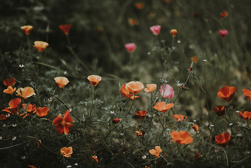 Image by Annie Spratt