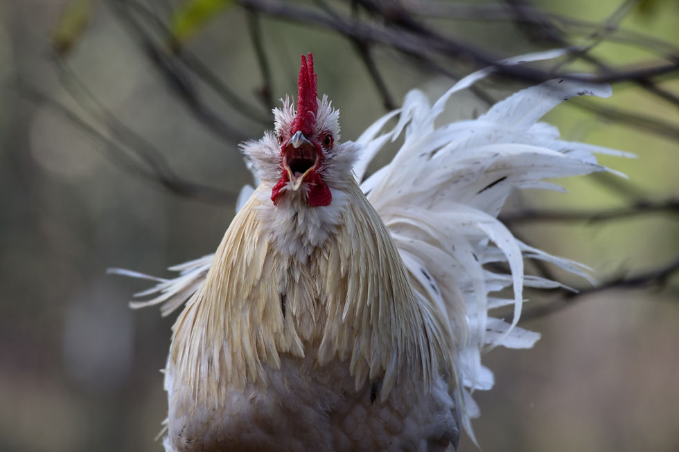 Muffled rooster crowing in the wind.