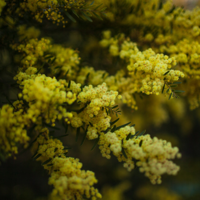 National Flower Emblem