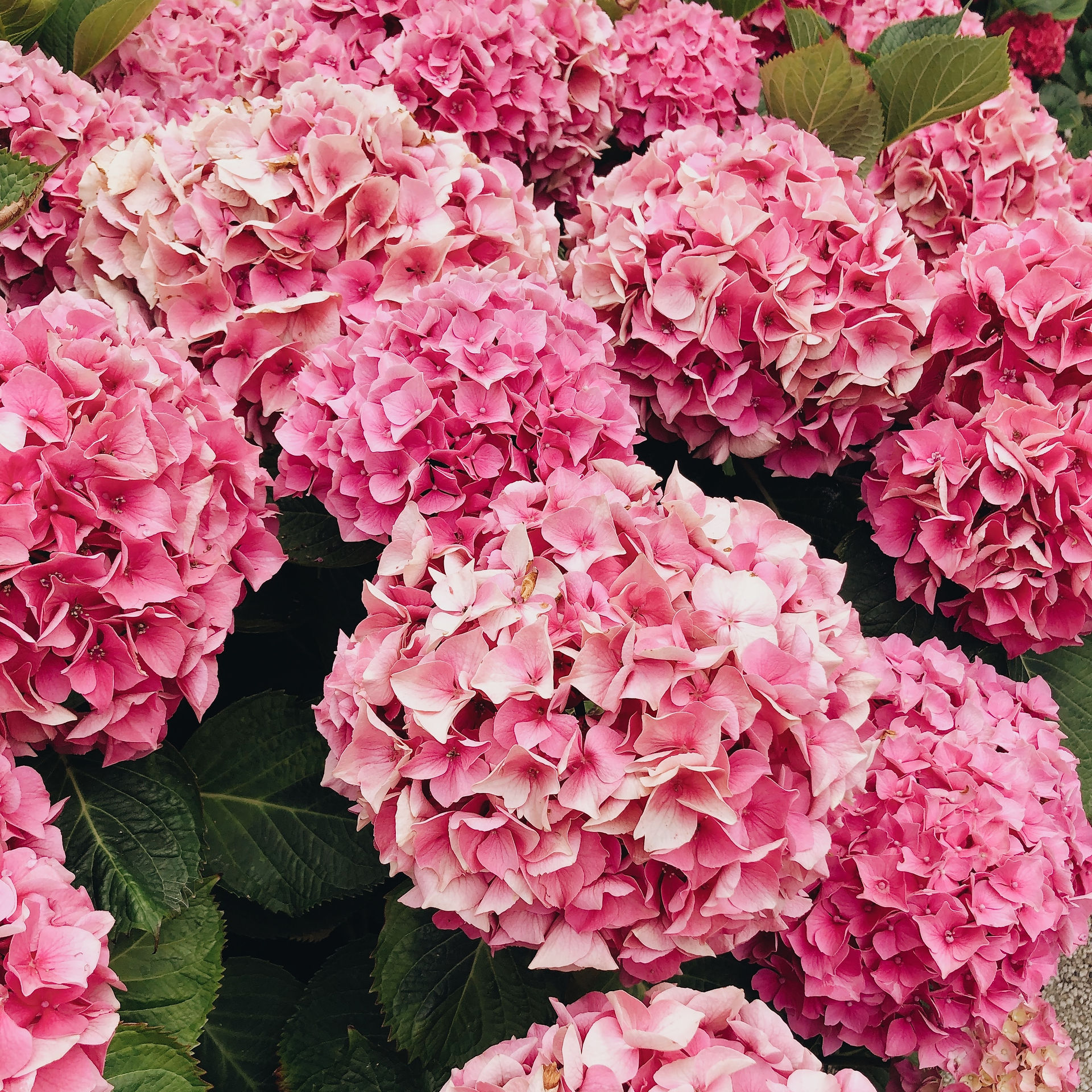 pink hydrangea