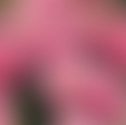 紫陽花ピンク