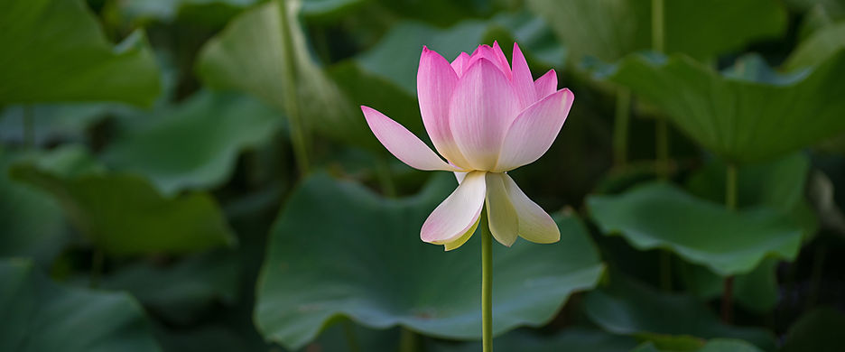Image by Aradhika Sharma