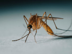 Clean water crisis fuels cholera: An urgent call for action