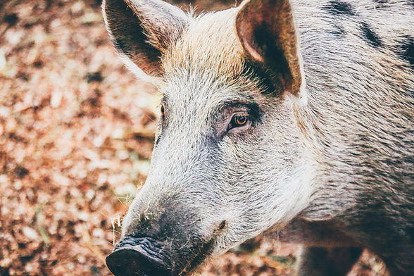 Image by Nick Karvounis