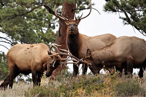Image by David Rupert