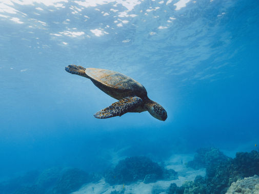 Ecuador Seals Record Debt-For-Nature Swap With Galapagos Bond