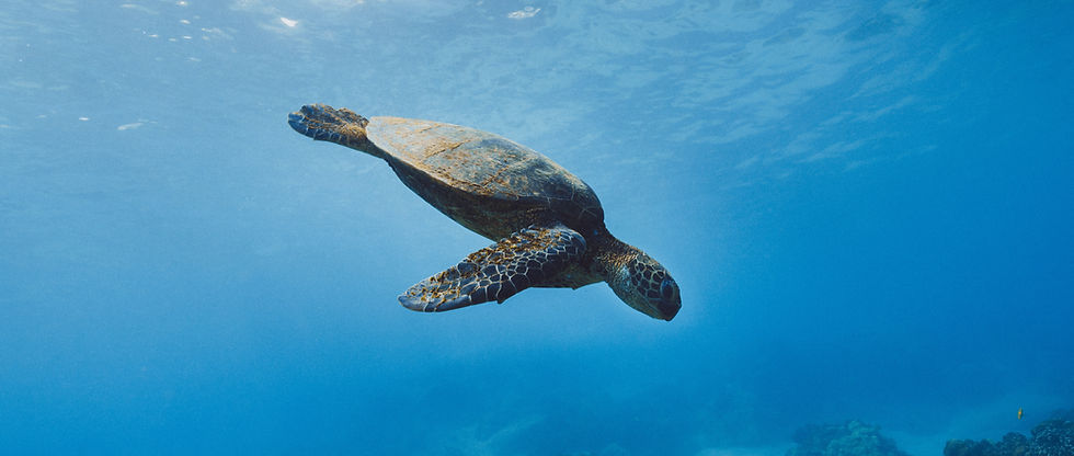 Picture of sea turtle explaining information about Hawaiian sea life from expert snorkel guides at Honolulu Snorkel Company.