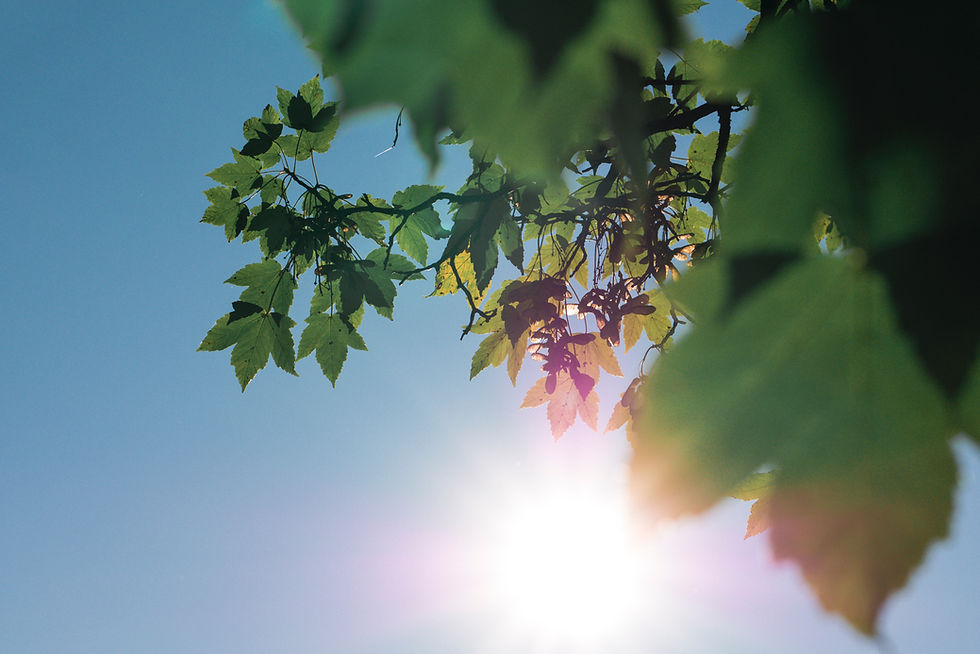 Sunshine. Trees. Sunny day.