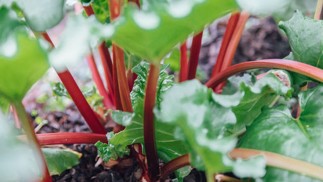 Rhubarb Cheesecake