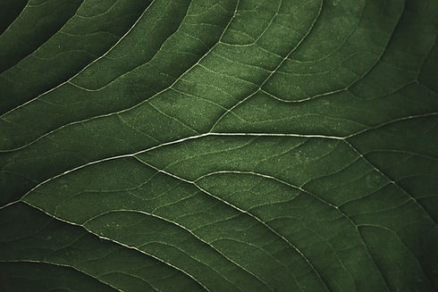 Image by Josefin