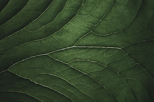 Image by Josefin