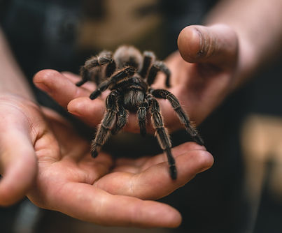 Image by Philipp Lansing