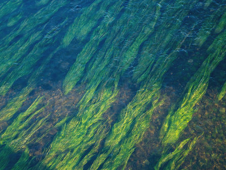 Health Benefits of Chlorella