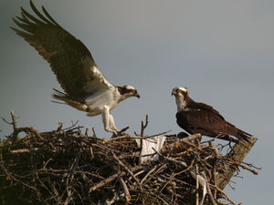 God Protects (Where Do You Turn in a Crisis?): Isaiah 31