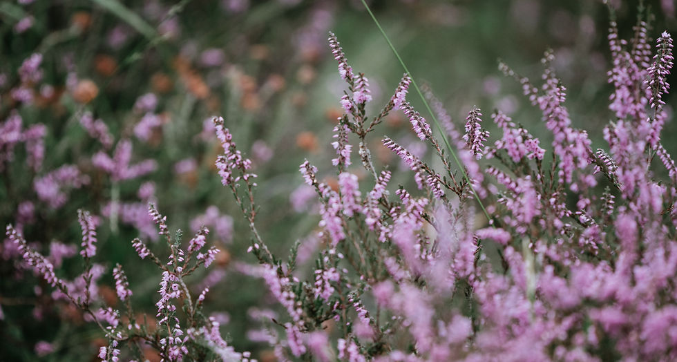 Image by Annie Spratt