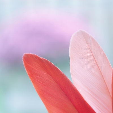 Image of colorful feathers, one red and one pink