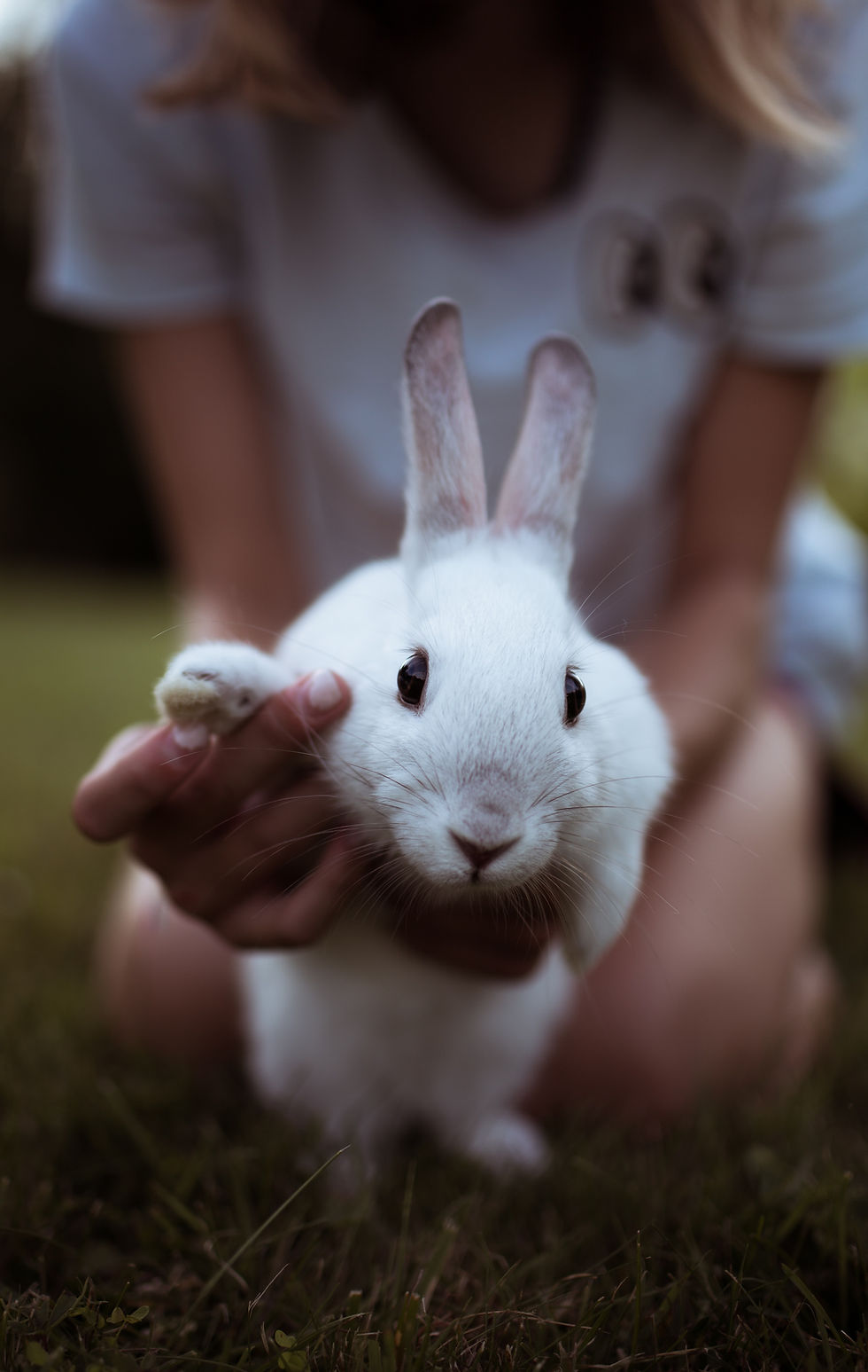 Rabbit Health Assessment Class
