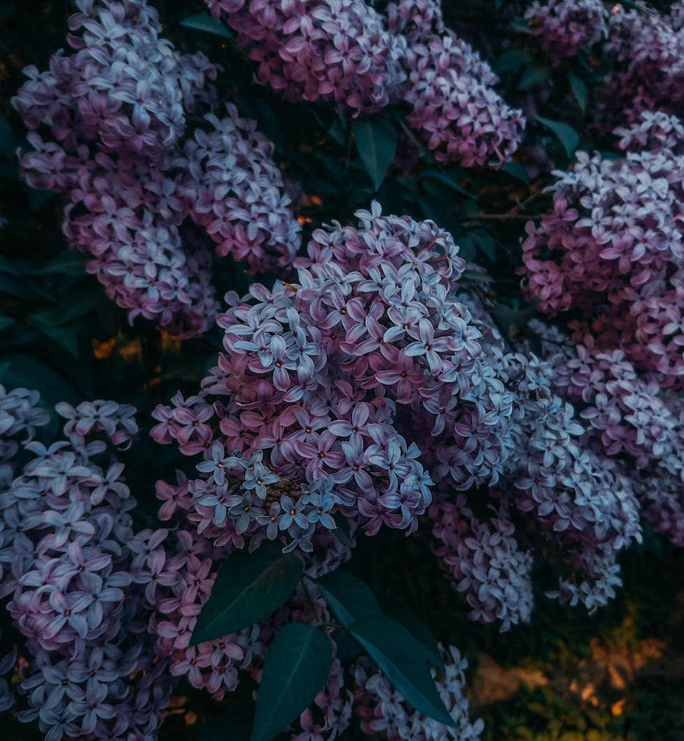 Image by Irina Iriser