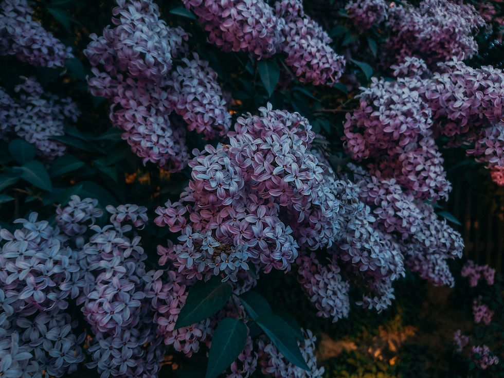 Image by Irina Iriser