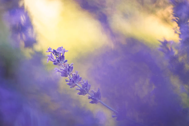Image by Bart van Geffen